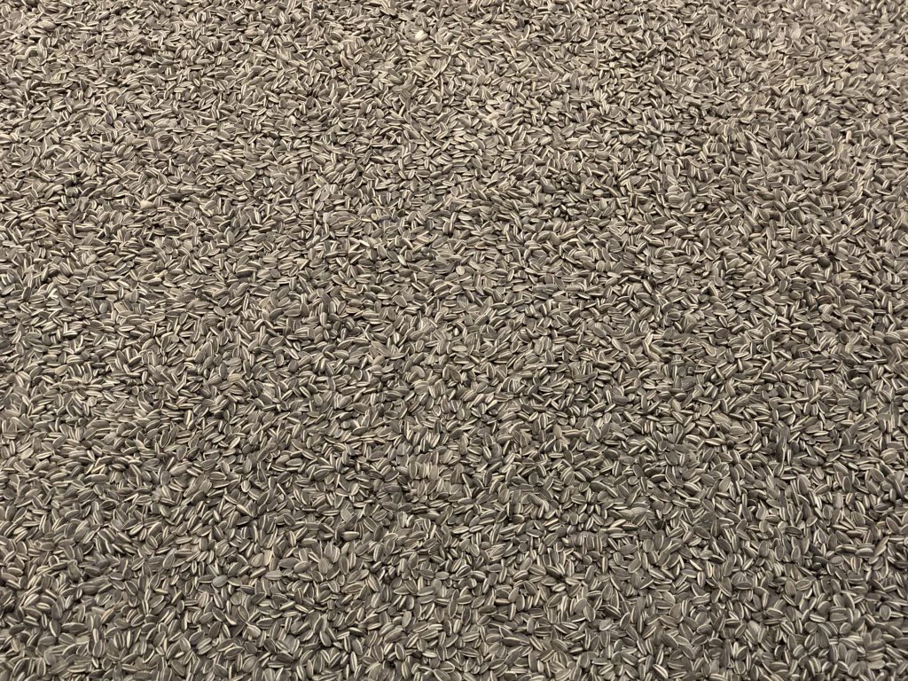 Wide shot of thousands of sunflower seeds