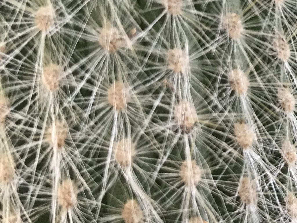 Detailed shot of white cactus prickles