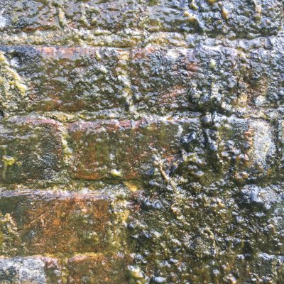 Detailed shot of moss on bricks
