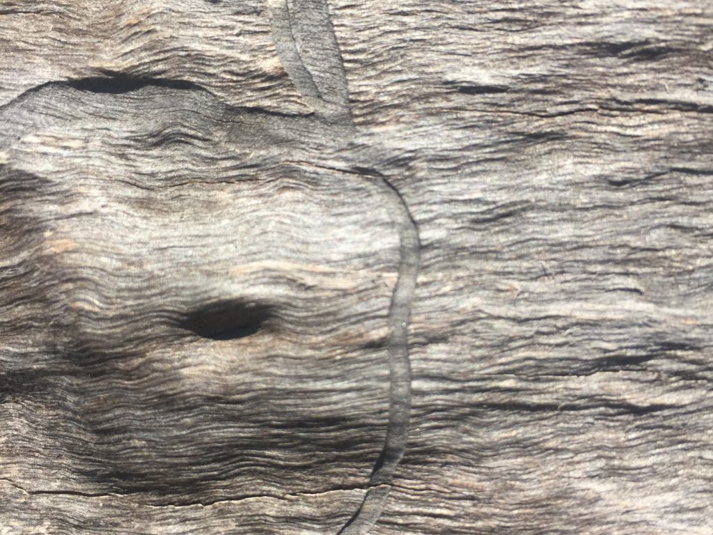 Dead wood with wavy grain