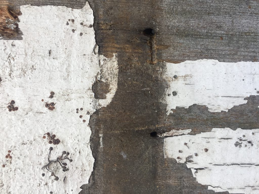 Layers of dried white over dead wood