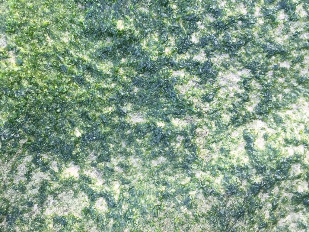 Dark green moss in sand