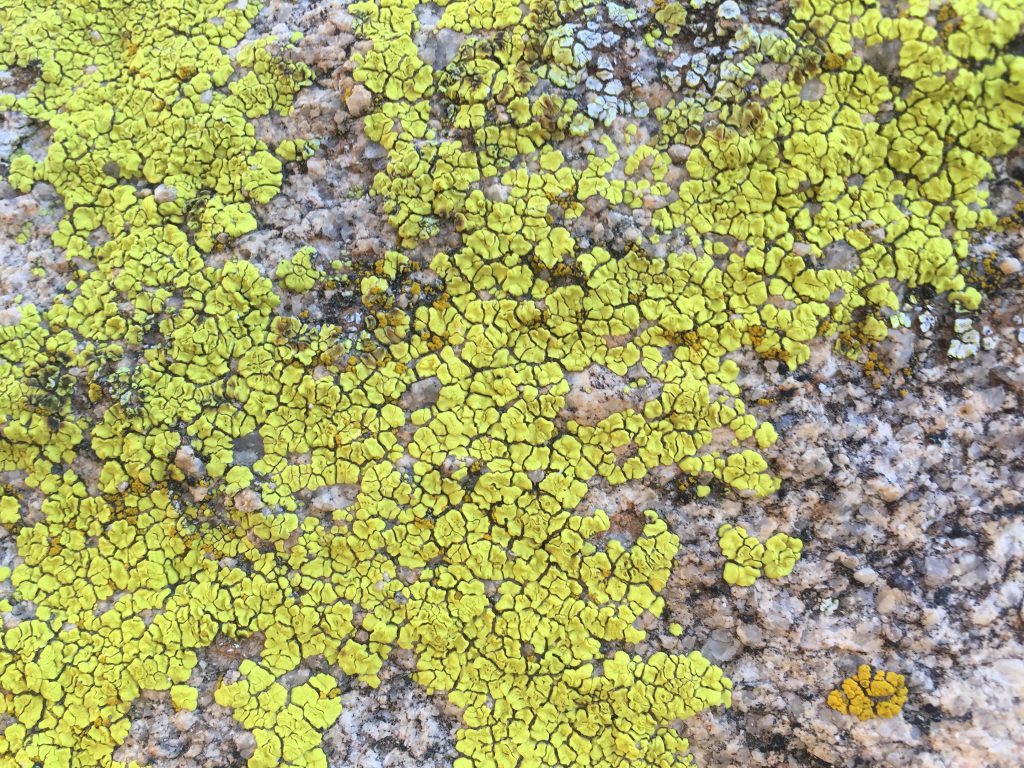 Vibrant yellow cracked and dried moss on rock