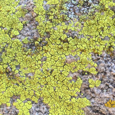 Vibrant yellow cracked and dried moss on rock