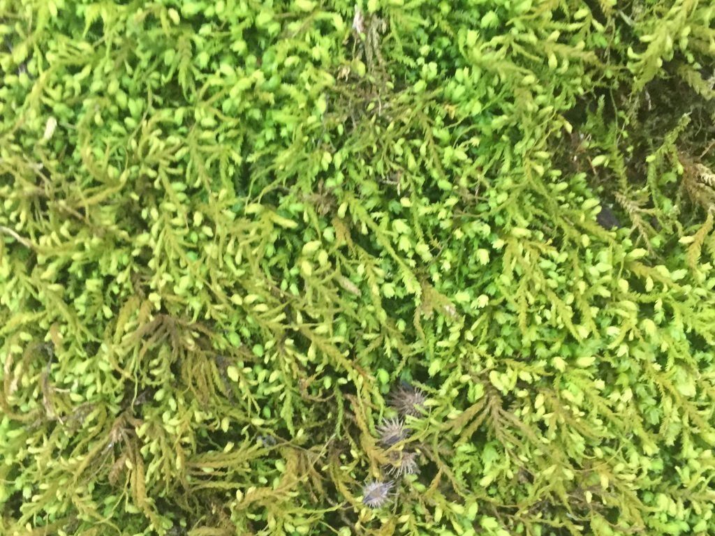 Green fern bush close up