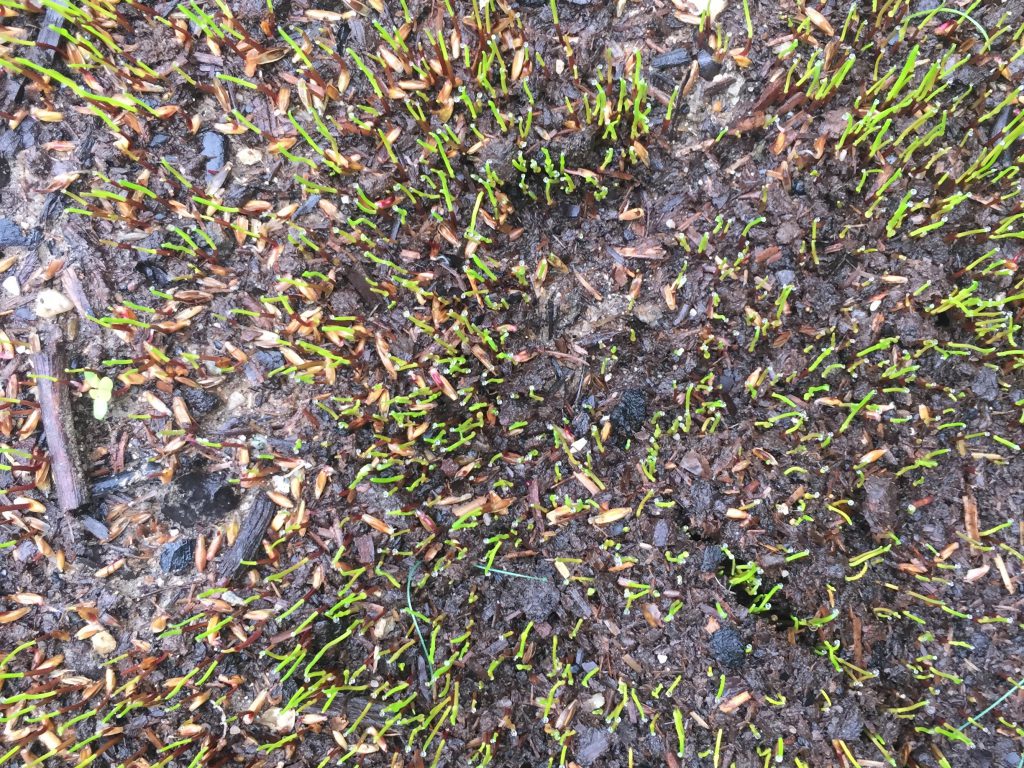 Bright green blades of grass over wet dirt