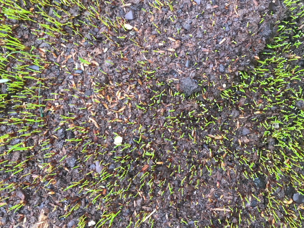 Bright green grass sprouting out of mud