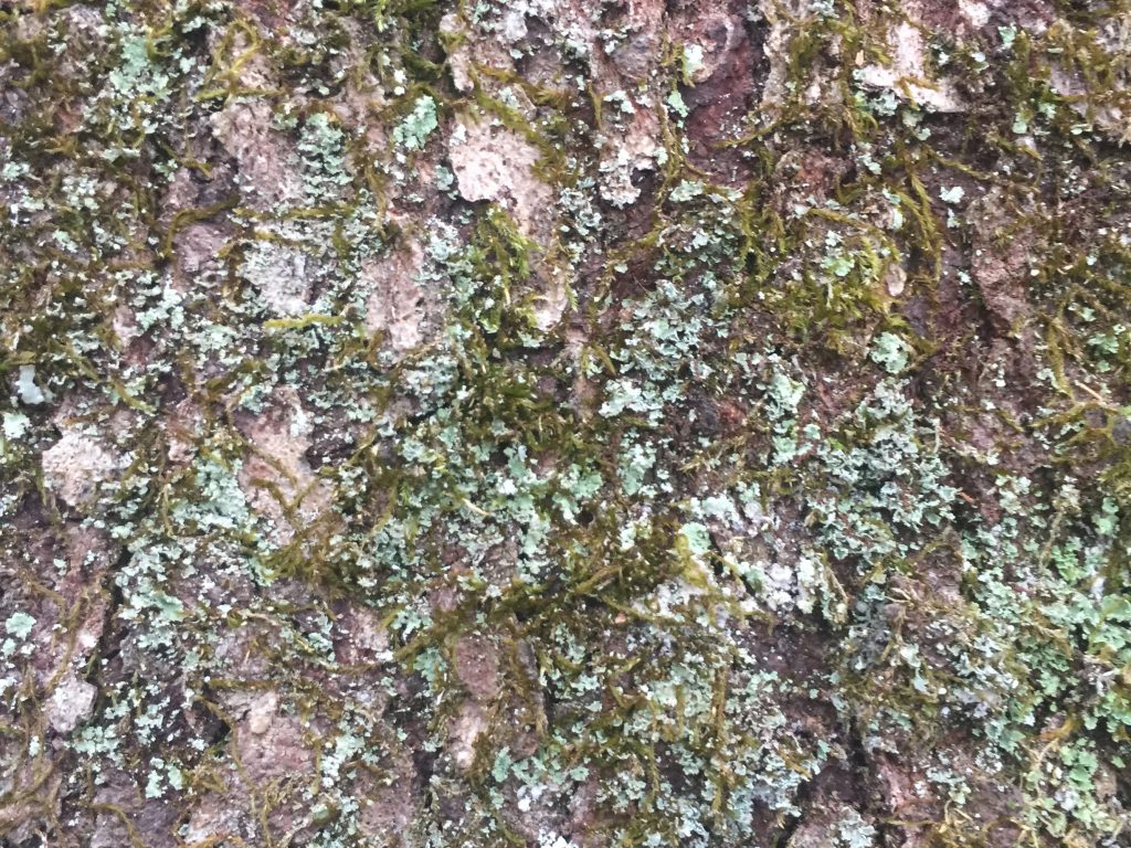 Tree bark with moss and mold growing