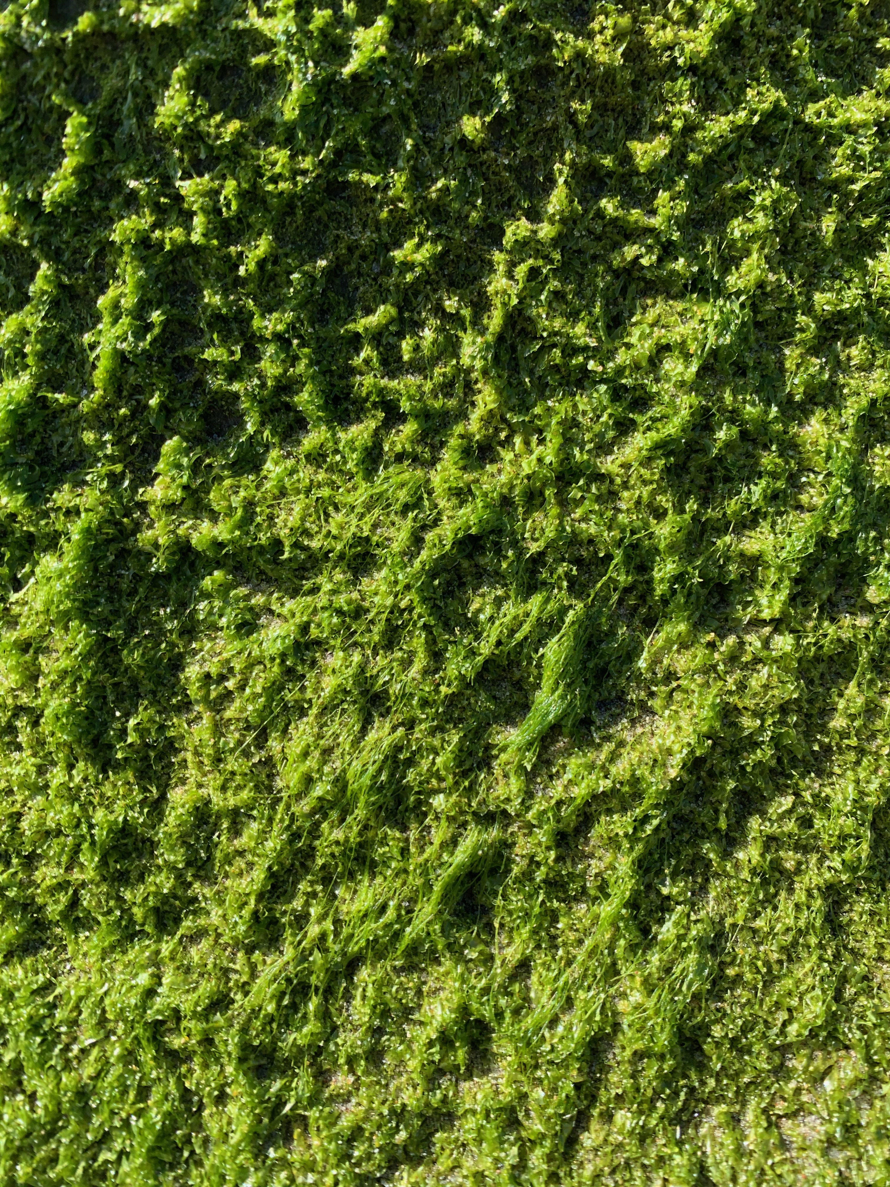 Small and green—just some moss?