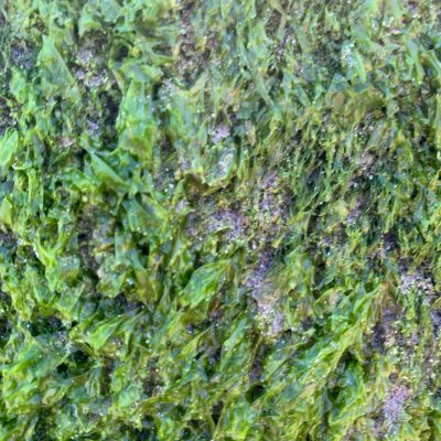 Soaking wet beach moss