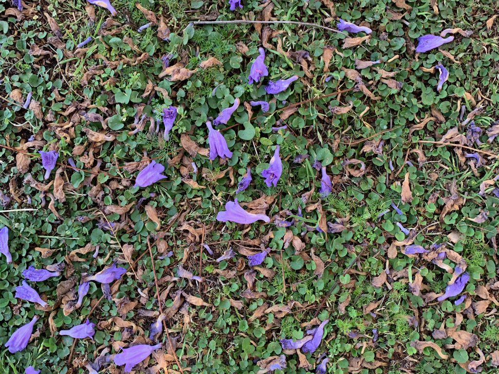 Purple flower petals covering green grass and clover filled lawn
