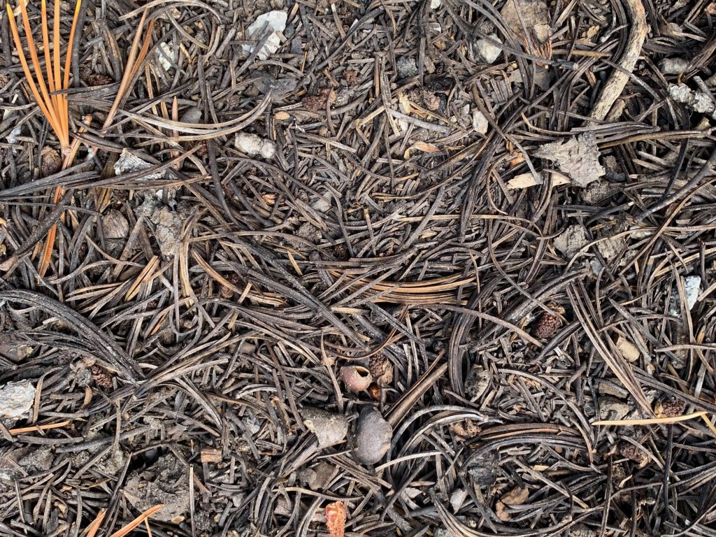 Pine needles and debris covering ground