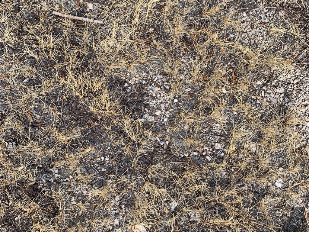 Ground covered with golden brown brush