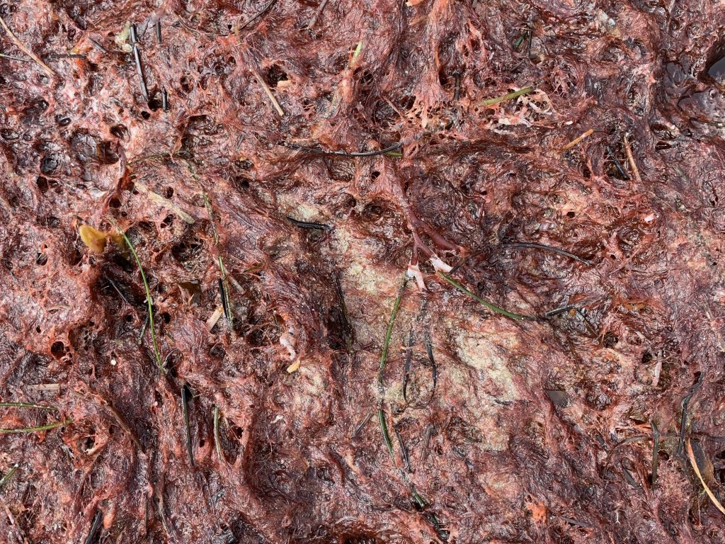 Soaked red sea moss