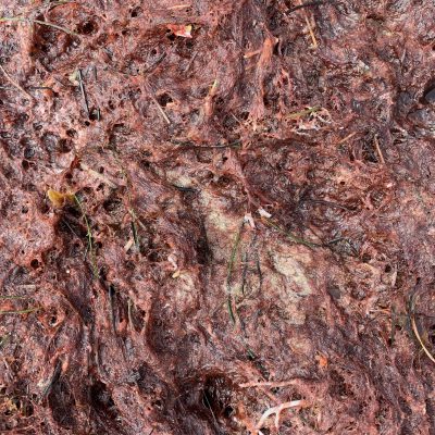 Soaked red sea moss