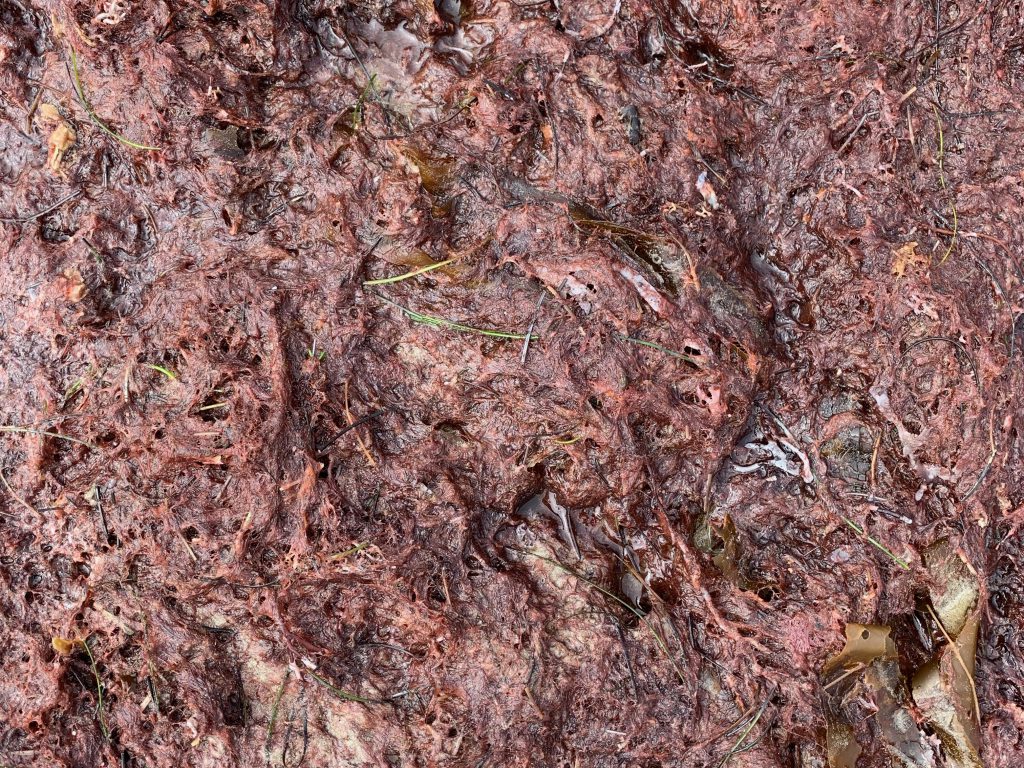 Soaking wet red moss