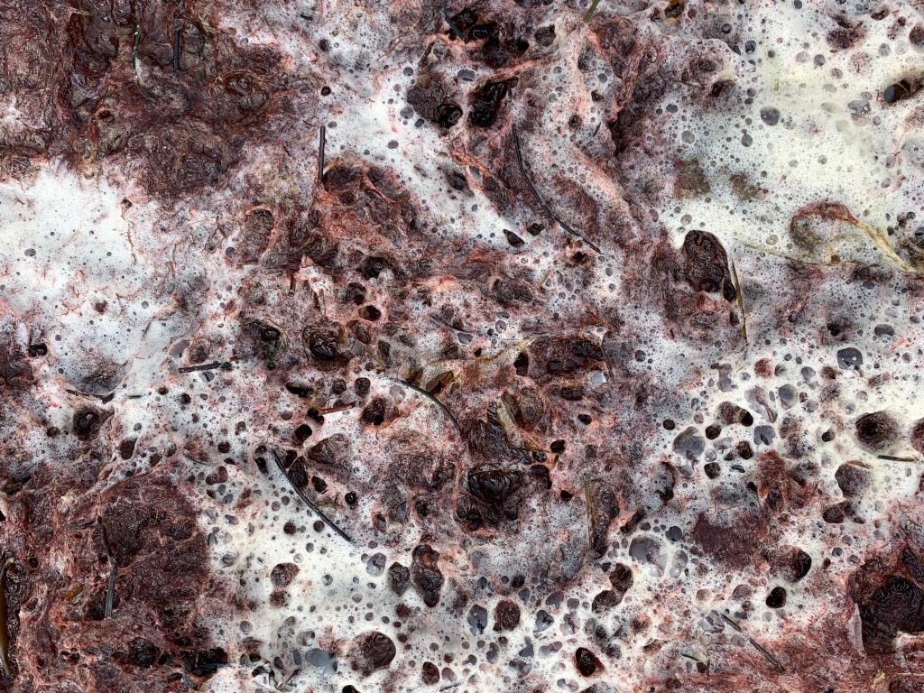 Wet crimson moss with sea foam