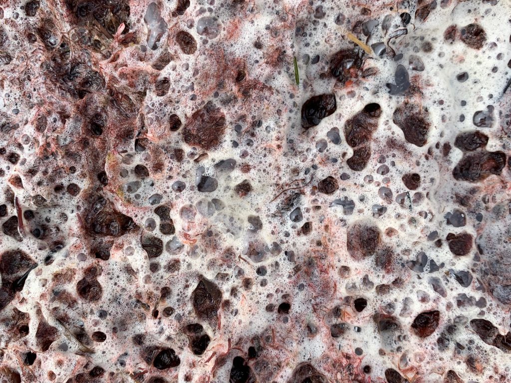 White ocean foam over red moss
