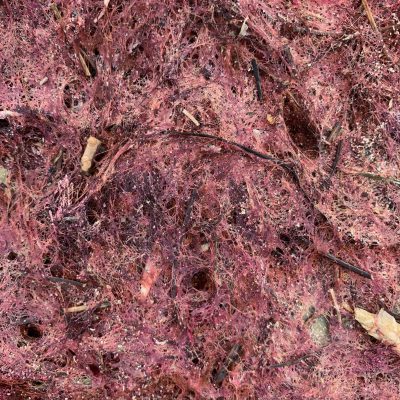 Dried crimson moss with fibrous texture