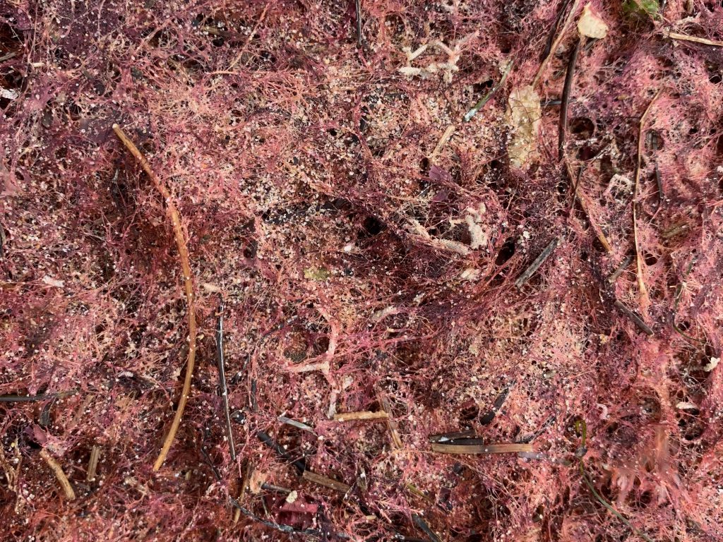 Sandy red moss