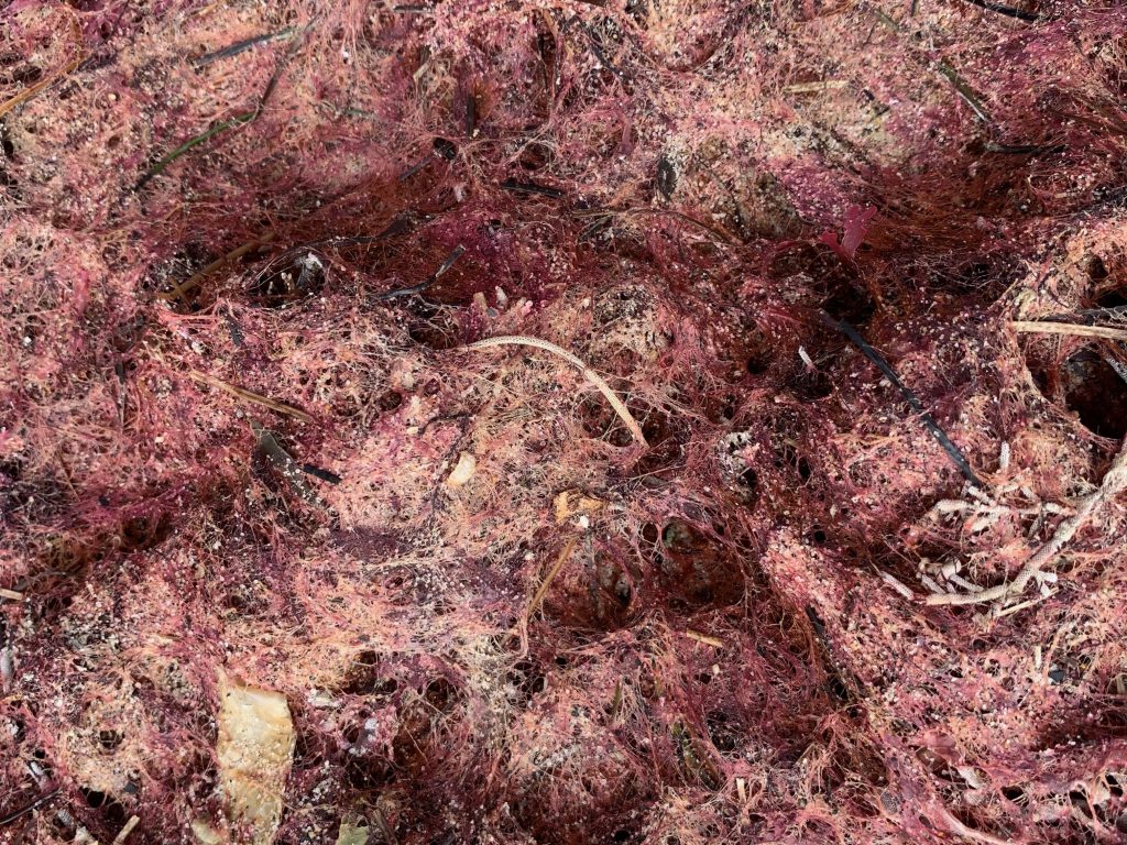 Crimson moss clumps piled washed ashore