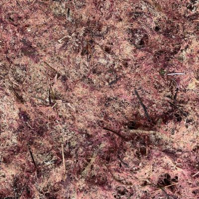 Crimson moss featuring debris