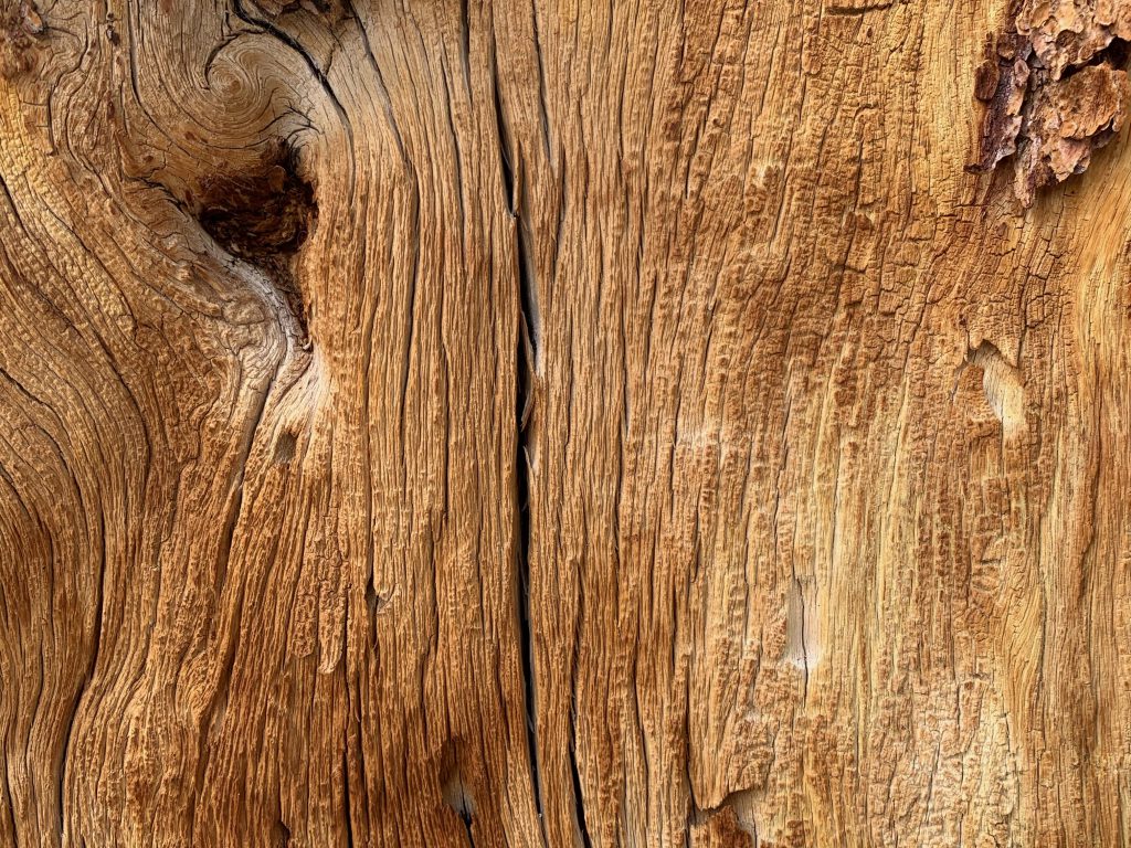 Log bisected close up showing good grain and cracks