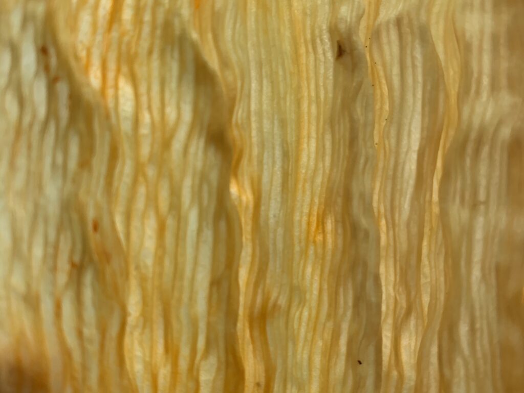 Wax like thick corn husk with golden coloring