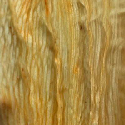 Wax like thick corn husk with golden coloring