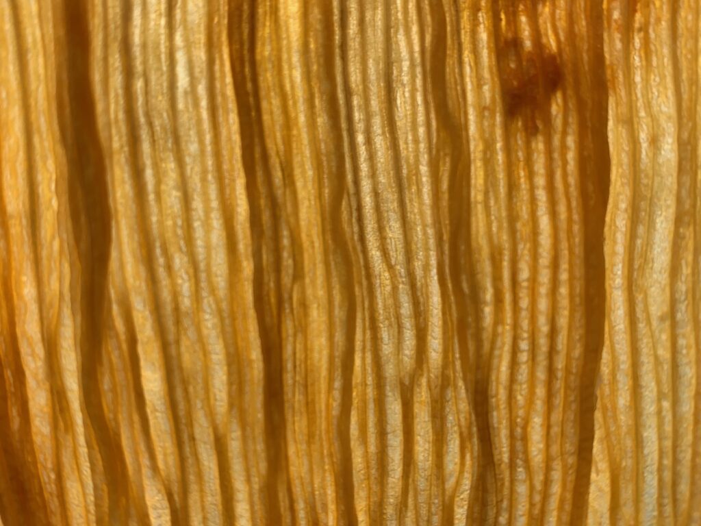 Golden colored corn husk close up