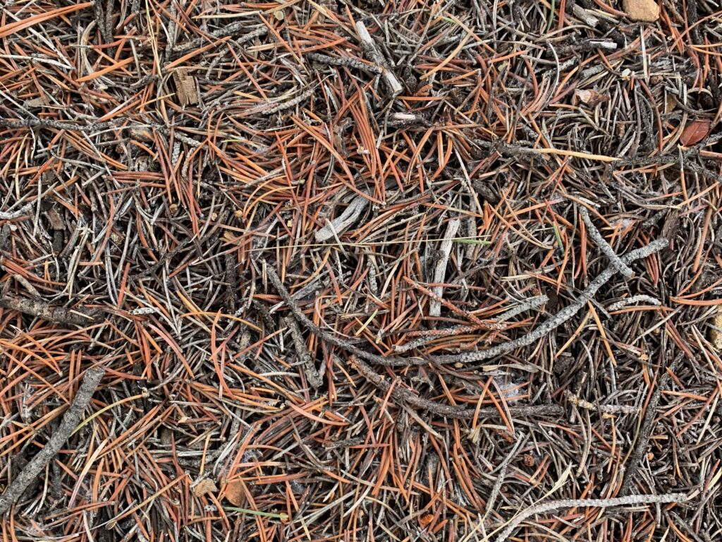 Forest bed filled with brown pine needles