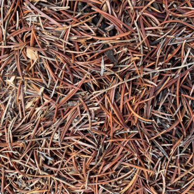 Bed of light brown pine needles from forest floor