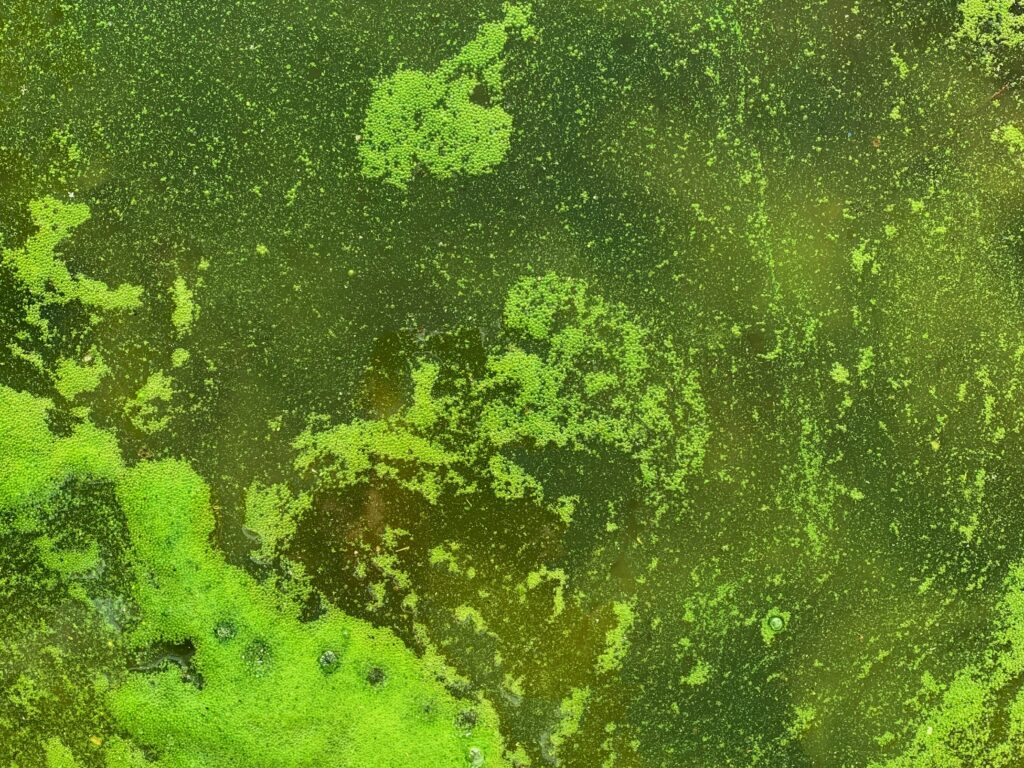 Bubbly green slime water from neglected pool