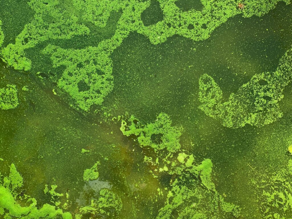 Slimy green water with bright green growth on top