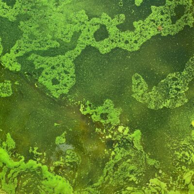 Slimy green water with bright green growth on top