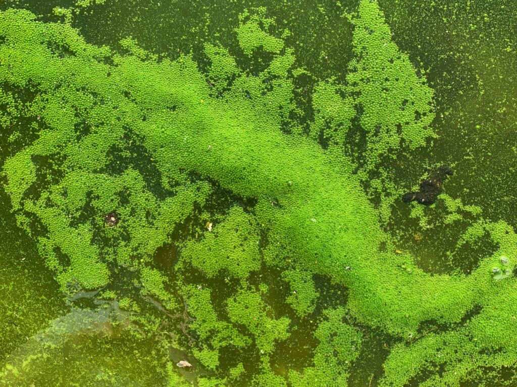 Neon green slime water