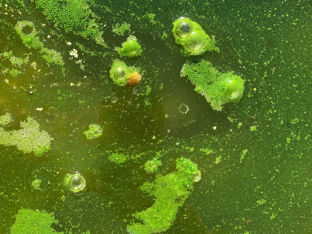 Slimy green pooled water with bubbles