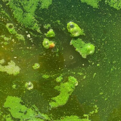 Slimy green pooled water with bubbles