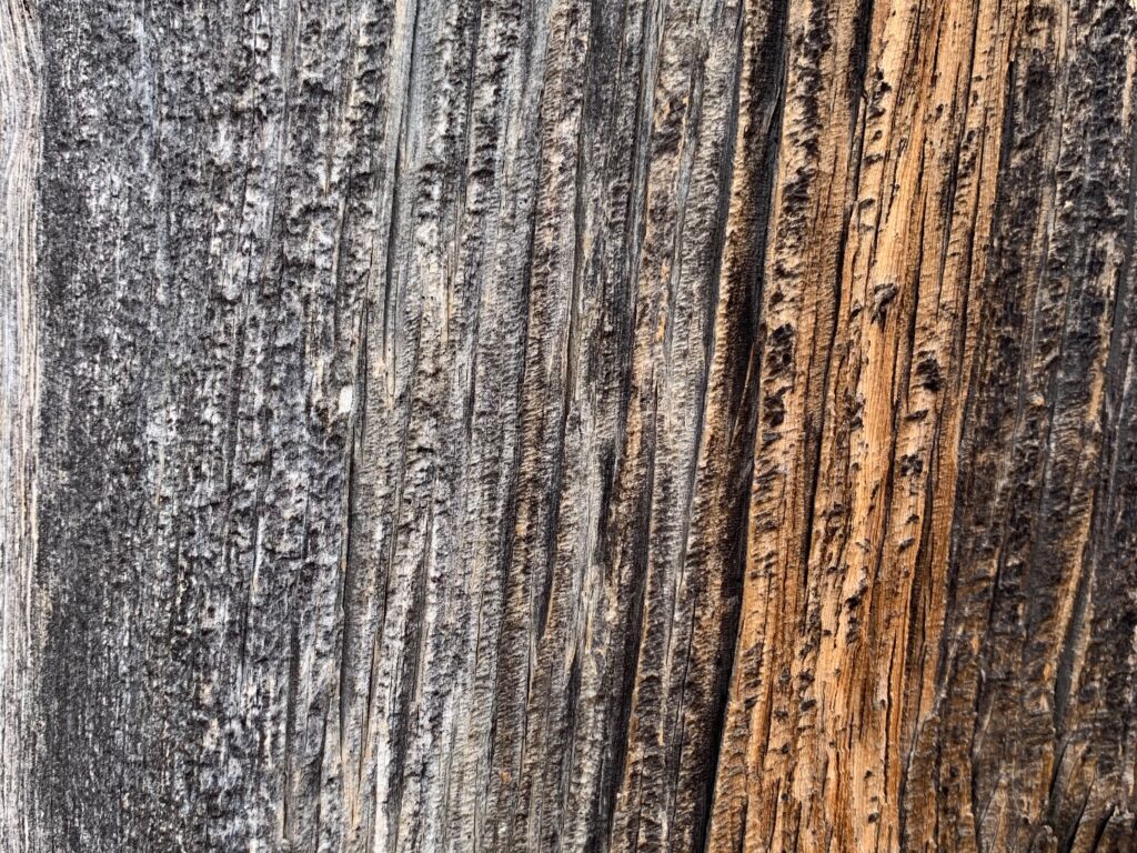 Tree bark closeup with coarse texture brown and gray coloring