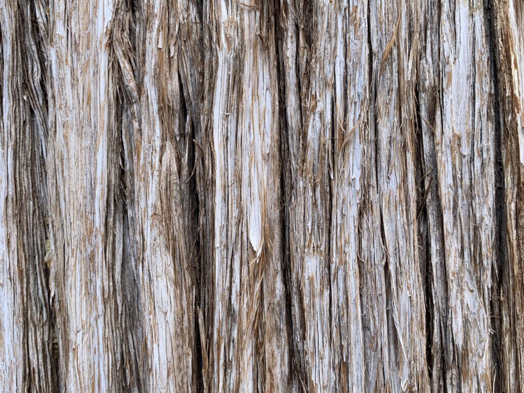 Gray and brown tree bark