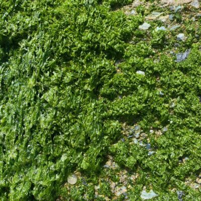 Soggy green moss on rocky beach
