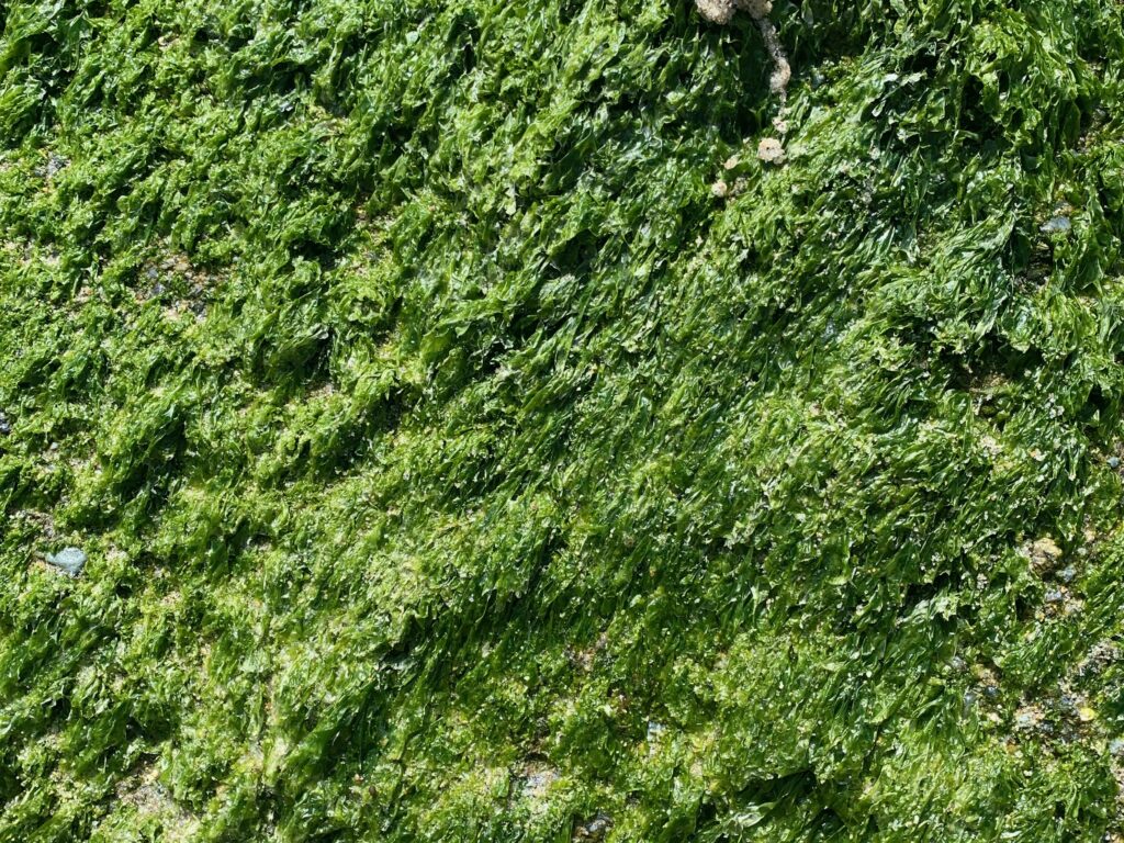 Deep green feathery wet moss