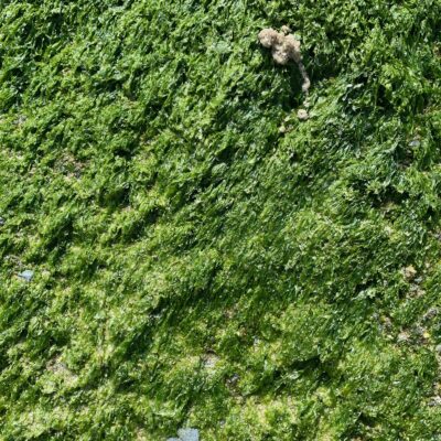 Deep green feathery wet moss
