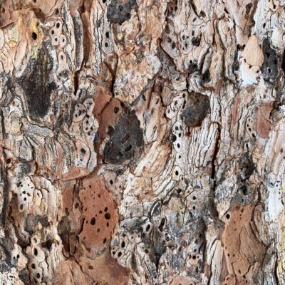 Rich layers of white, brown and black tree bark