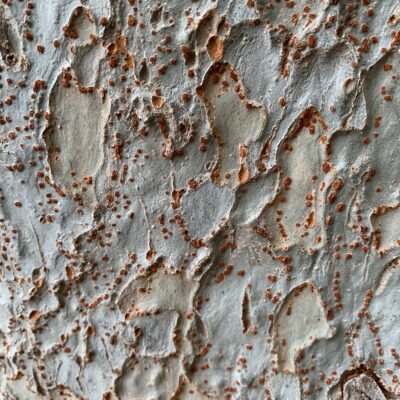Close up of raised deep brown dots on layered gray bark