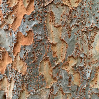 Flaking gray bark over soft brown felt like texture