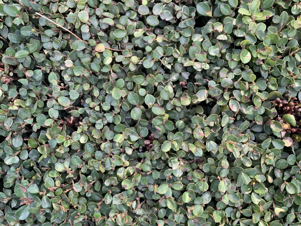 Green hedge leafs
