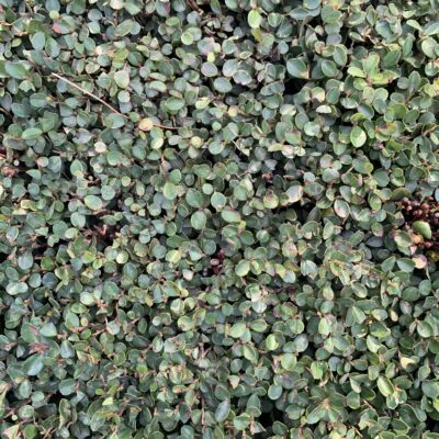 Green hedge leafs