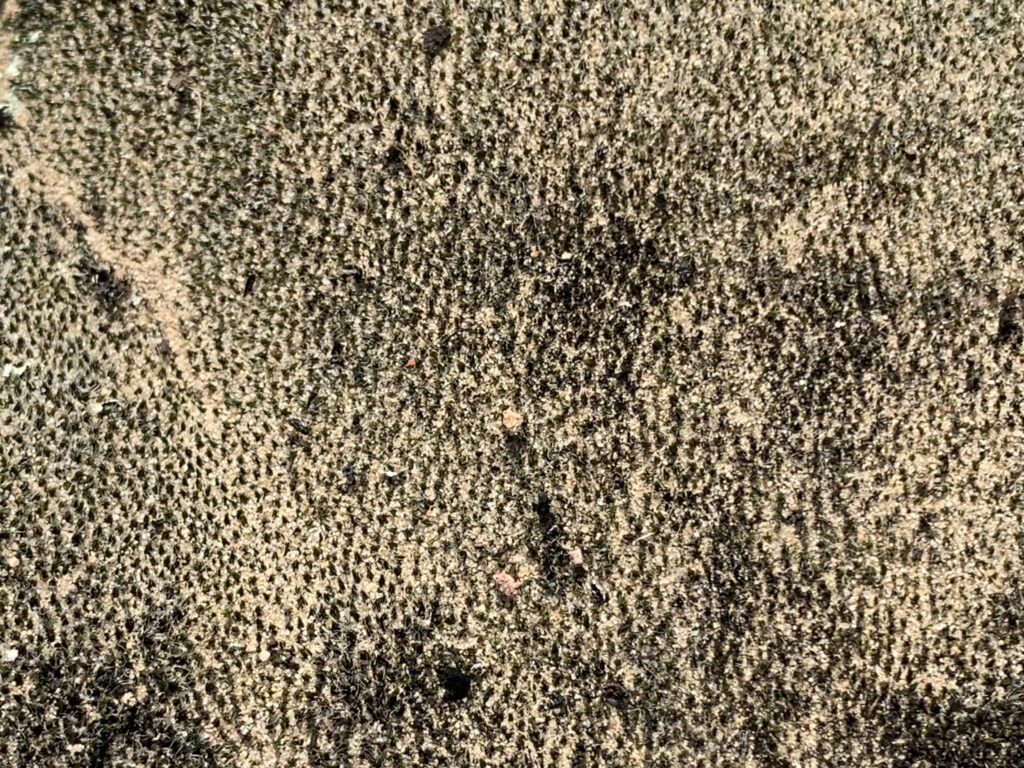 Closeup on dried moss