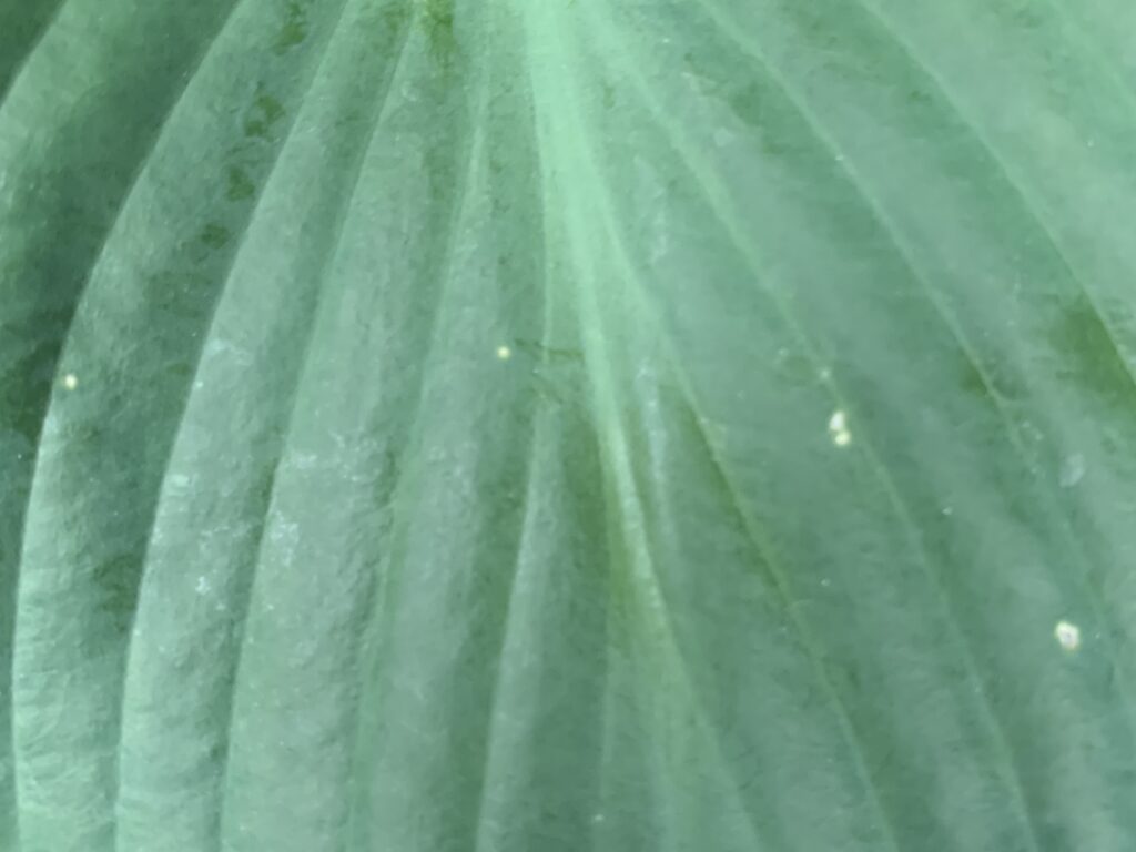 Dark green leaf close up